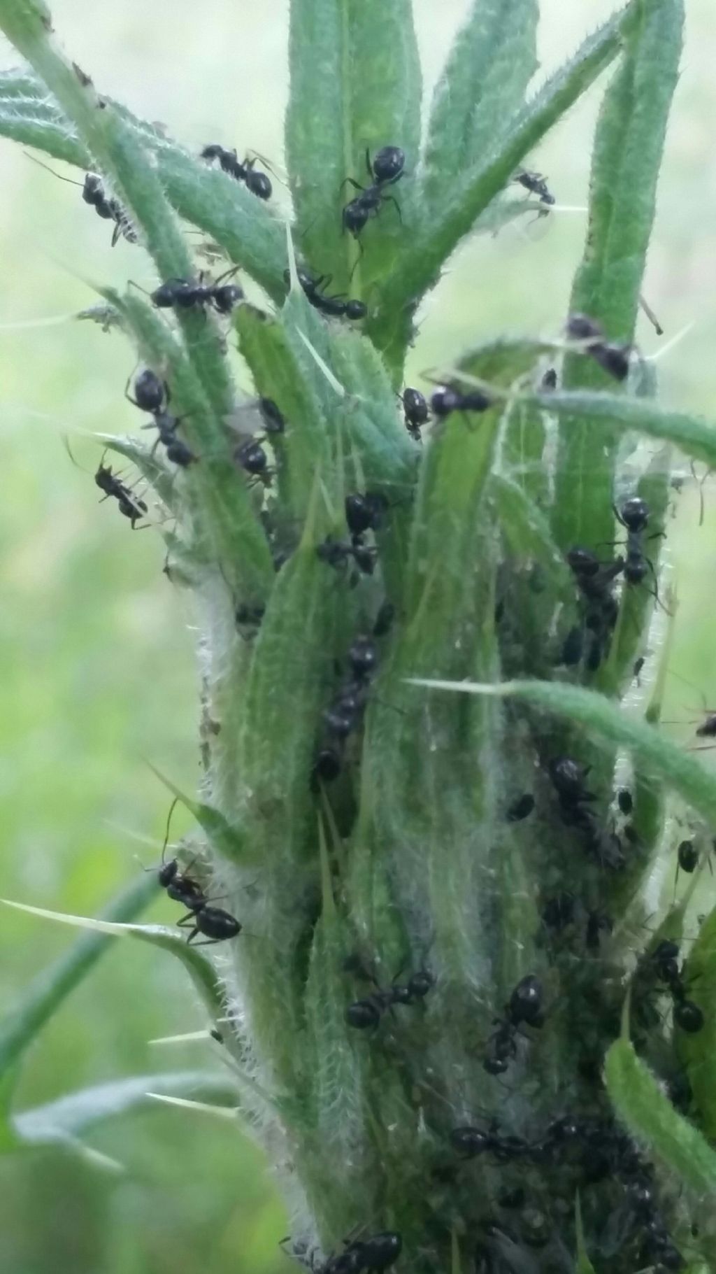 Cirsium vulgare